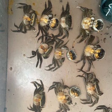 盘锦河蟹