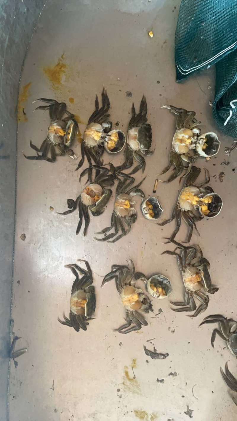 盘锦河蟹