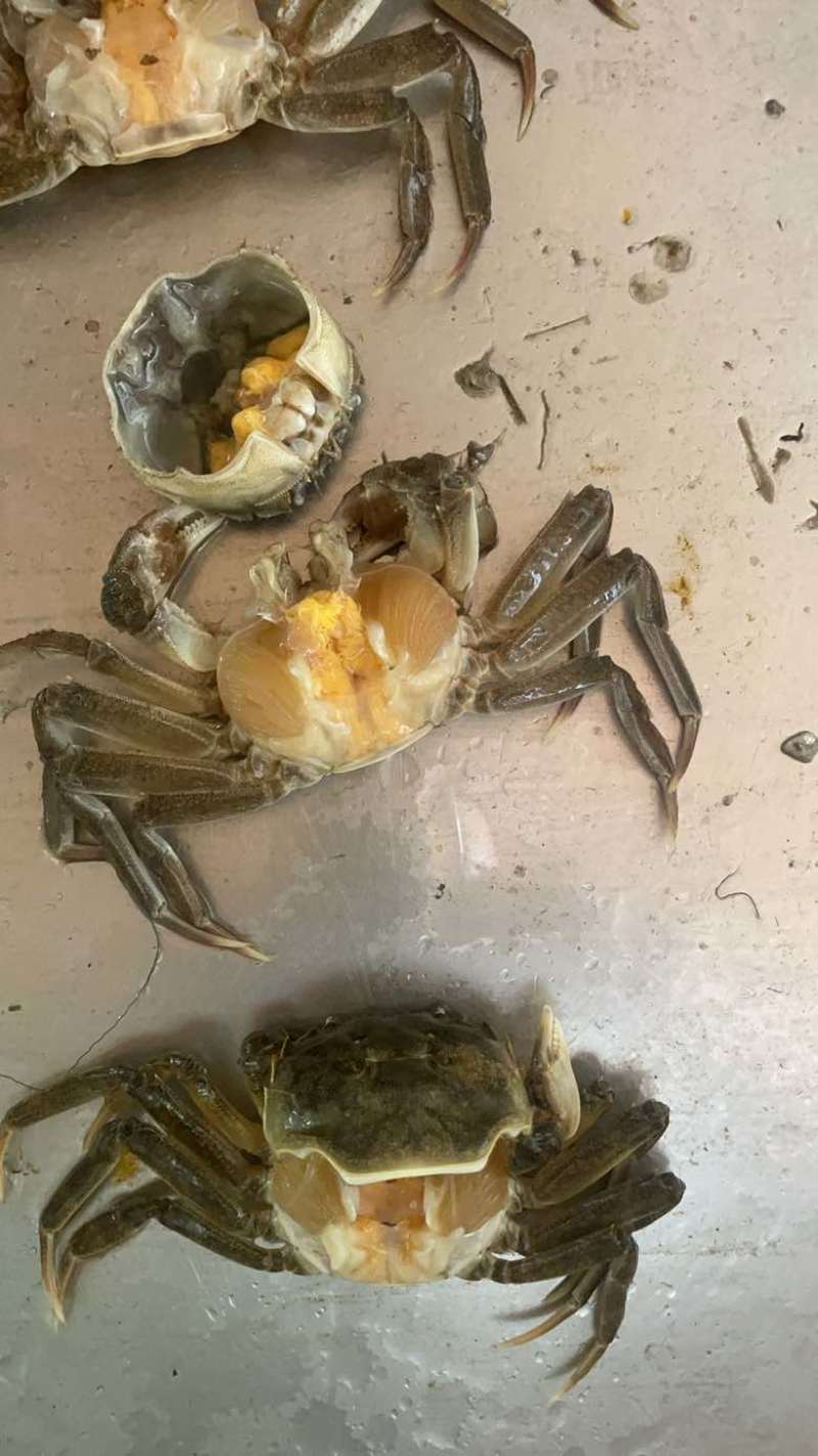 盘锦河蟹