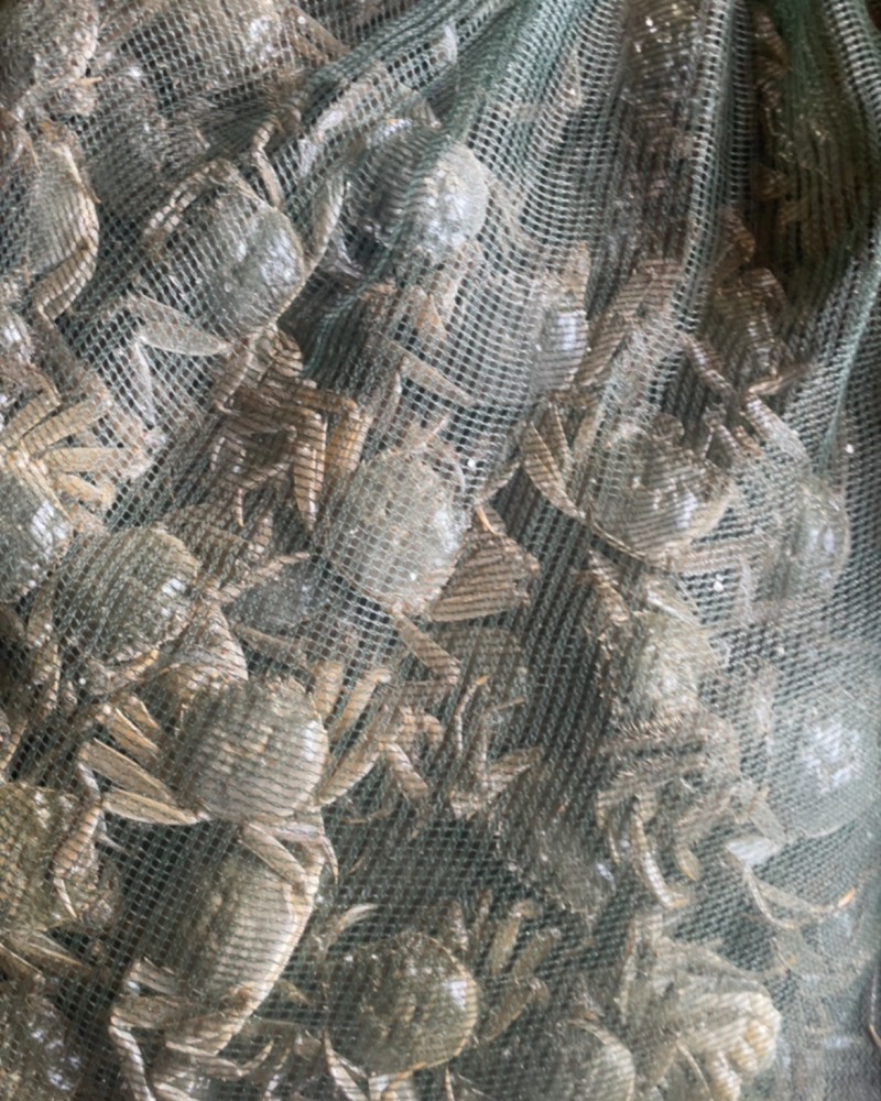 盘锦河蟹