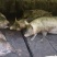 农家自养土猪