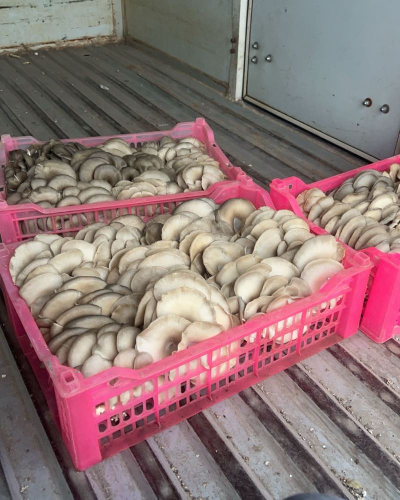 平菇
