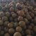 翠冠梨，光果，水分足