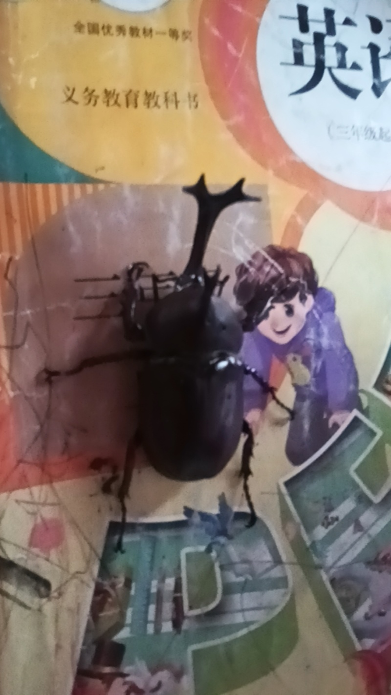 独角仙