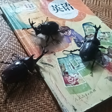 独角仙