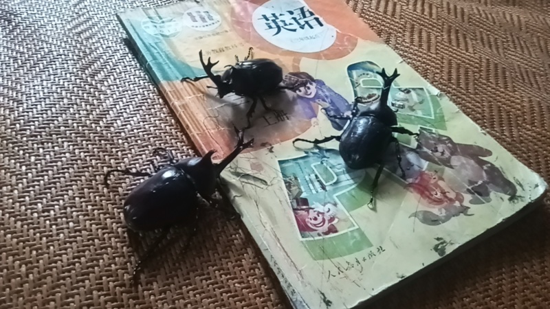 独角仙