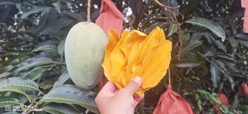 软糯香甜的芒果干