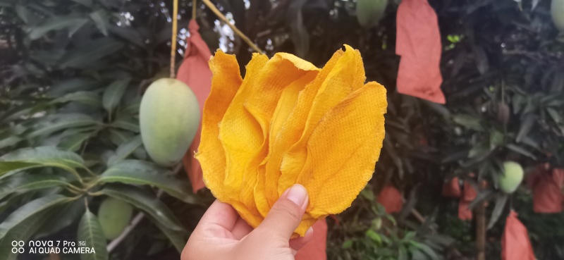 软糯香甜的芒果干