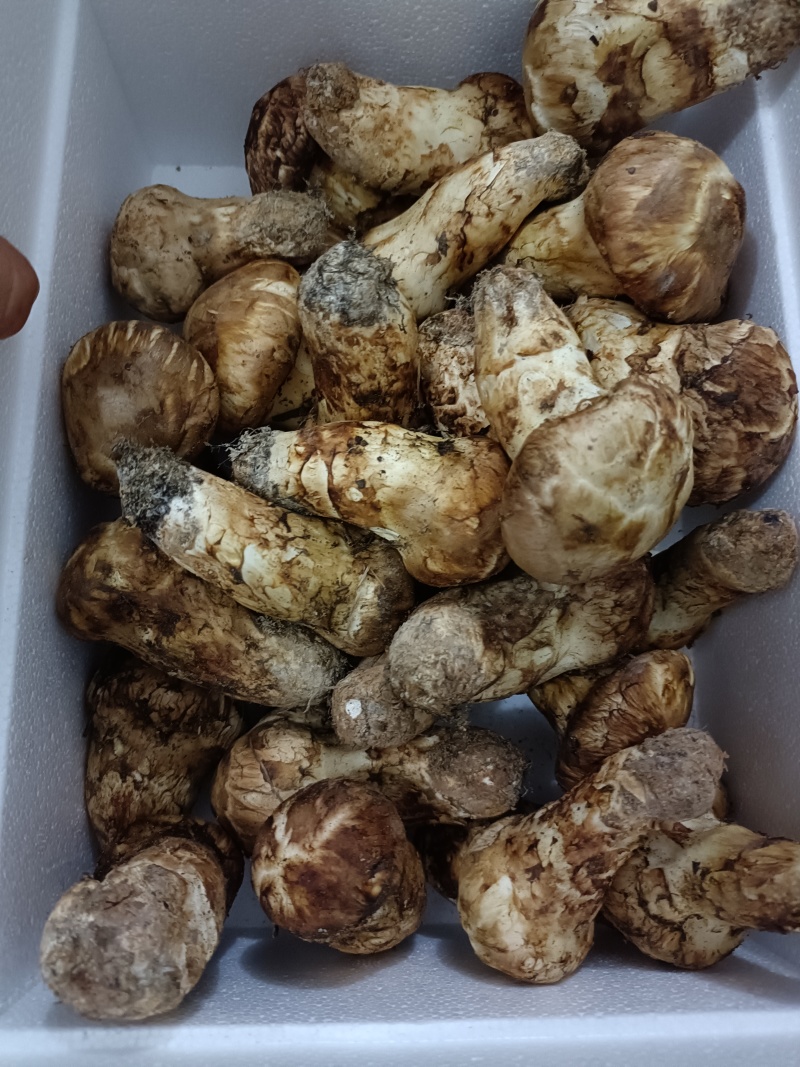 小金松茸