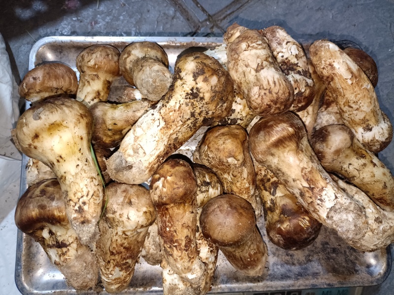 小金松茸
