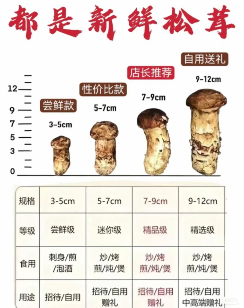 小金松茸