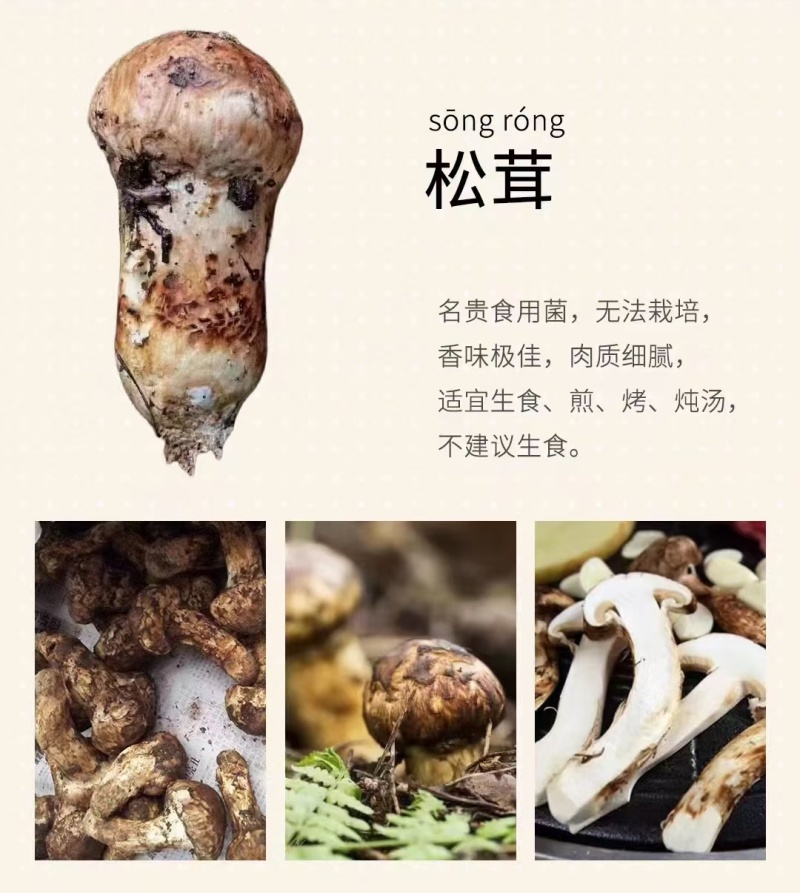 小金松茸