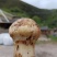 小金松茸