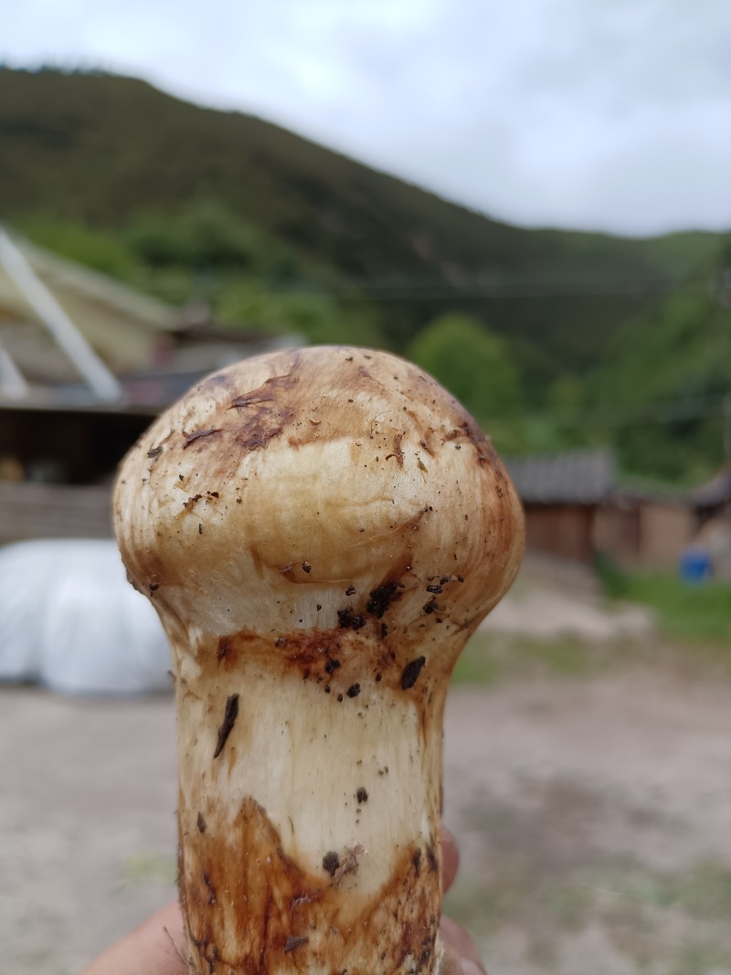 小金松茸