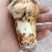 小金松茸