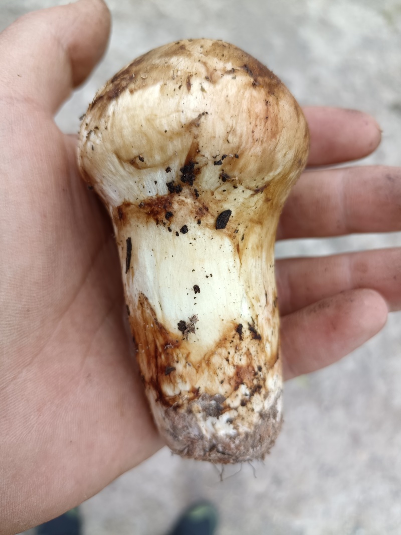 小金松茸
