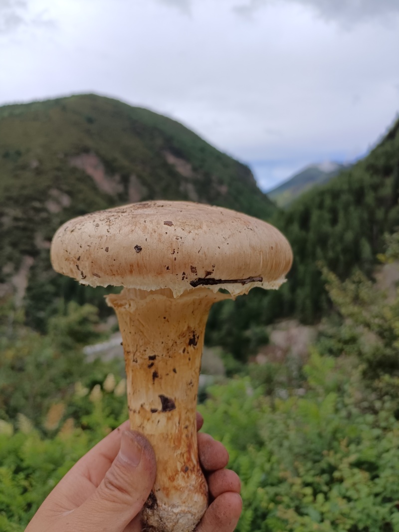 小金松茸