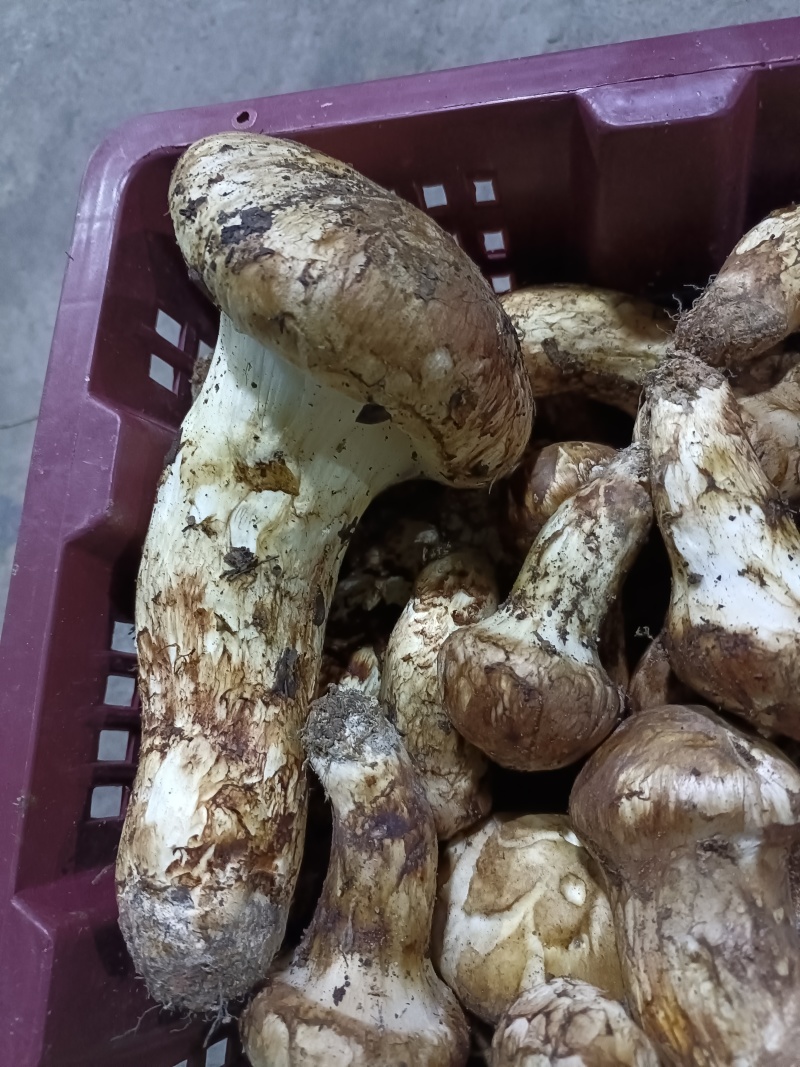 小金松茸