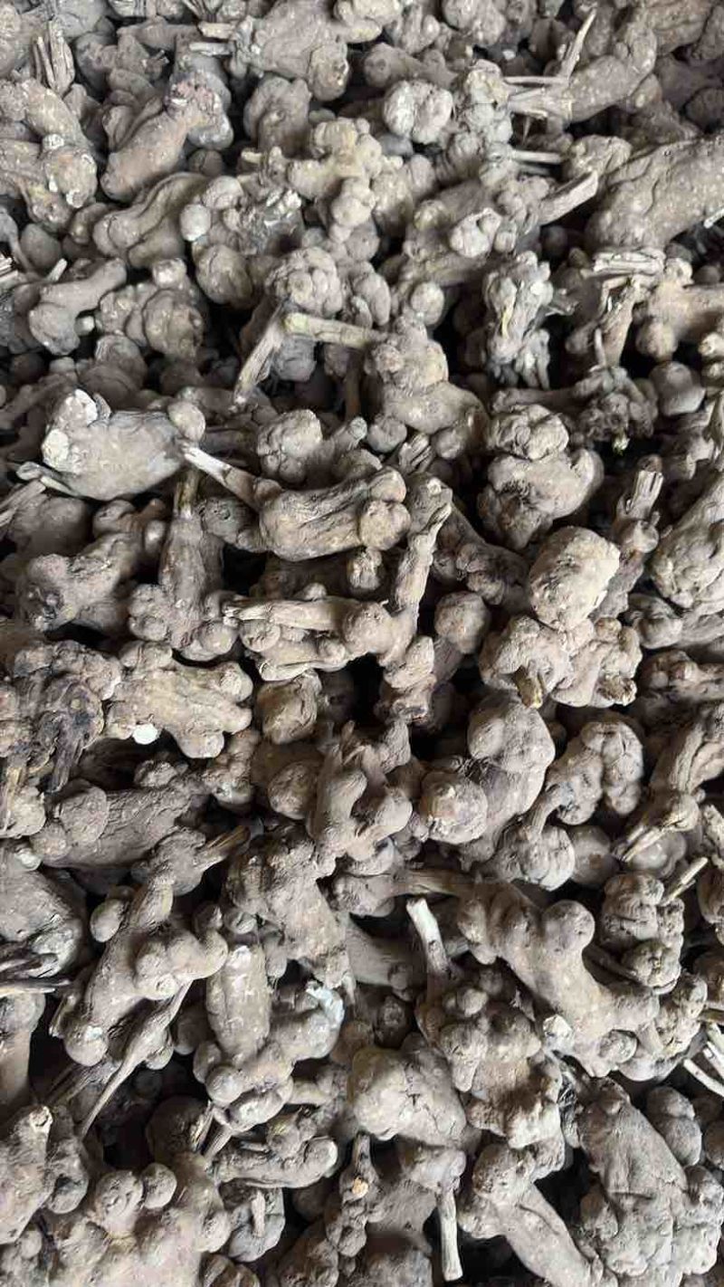 出售各种规格白术