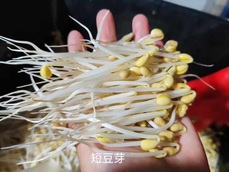 【24小时新鲜】黄豆芽源头基地水嫩脆爽坏必赔