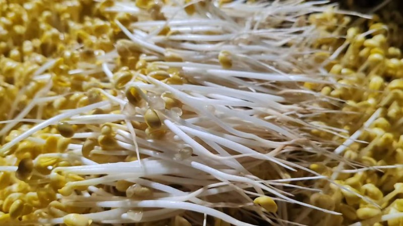 【24小时新鲜】黄豆芽源头基地水嫩脆爽坏必赔
