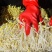 【24小时新鲜】黄豆芽源头基地水嫩脆爽坏必赔