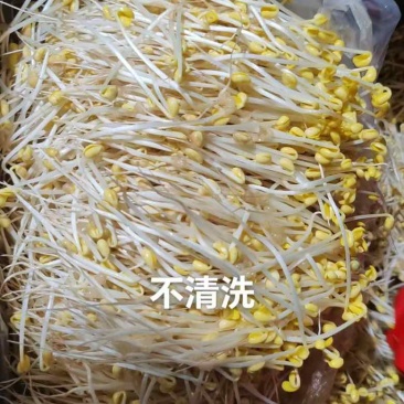 【24小时新鲜】黄豆芽源头基地水嫩脆爽坏必赔