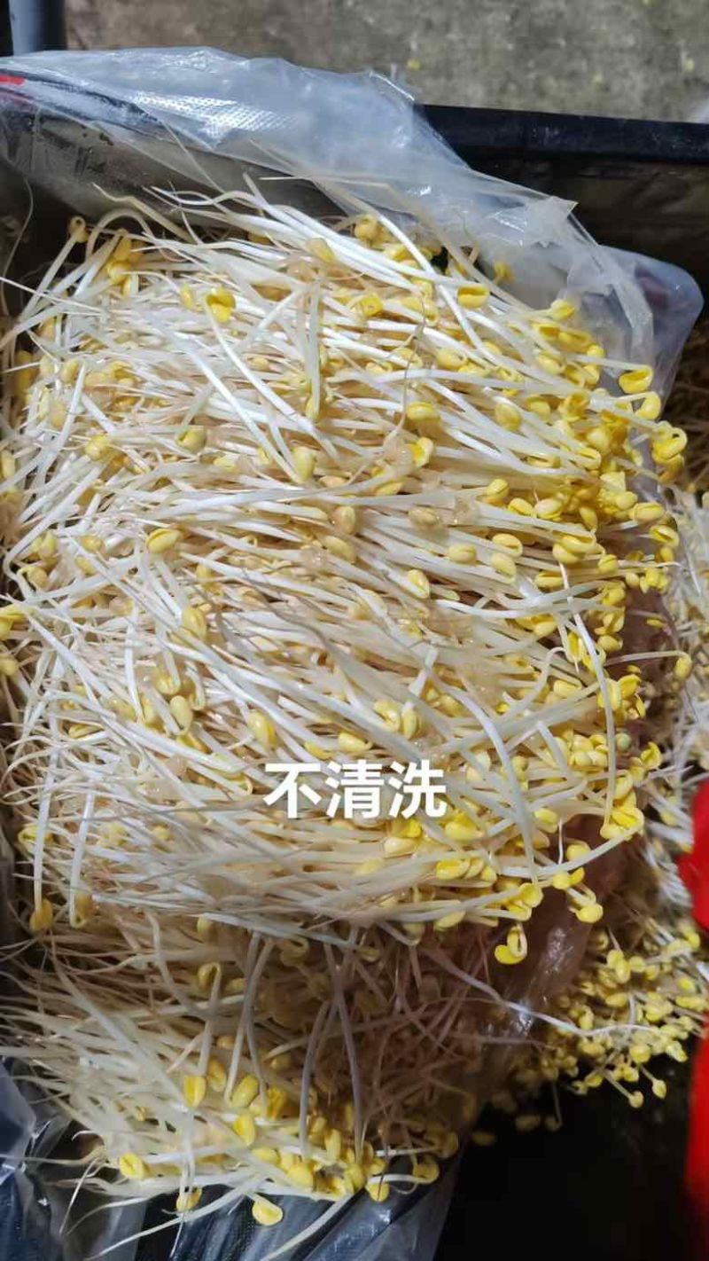 【24小时新鲜】黄豆芽源头基地水嫩脆爽坏必赔