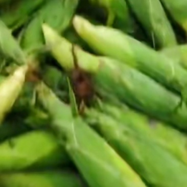万糯2000玉米🌽