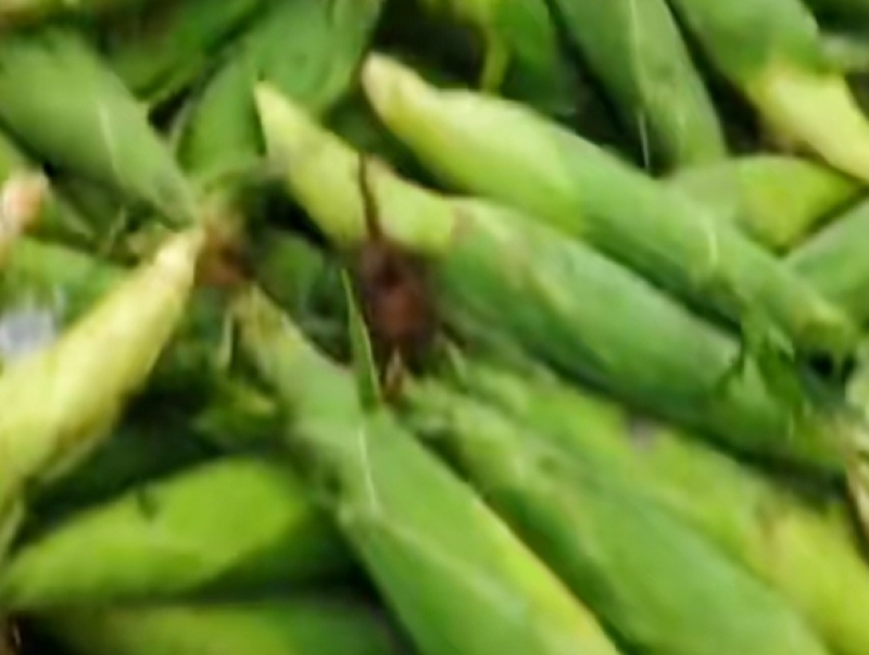 万糯2000玉米🌽