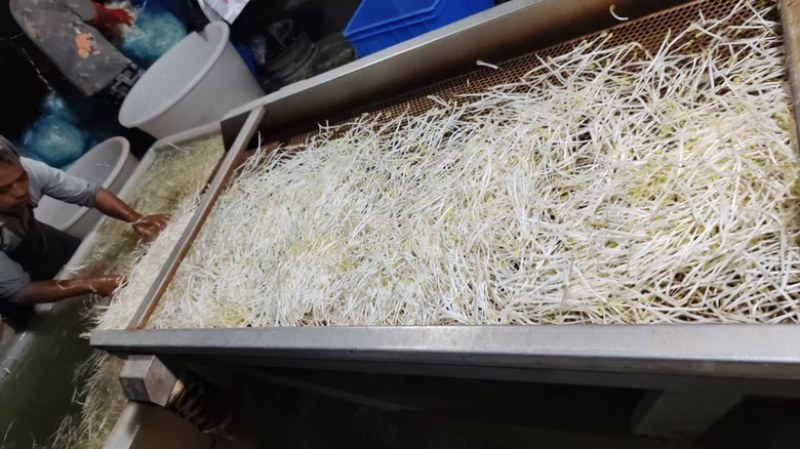 【送货上门】农家新鲜绿豆芽当天采摘水嫩脆爽源头直供