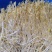 【送货上门】农家新鲜绿豆芽当天采摘水嫩脆爽源头直供