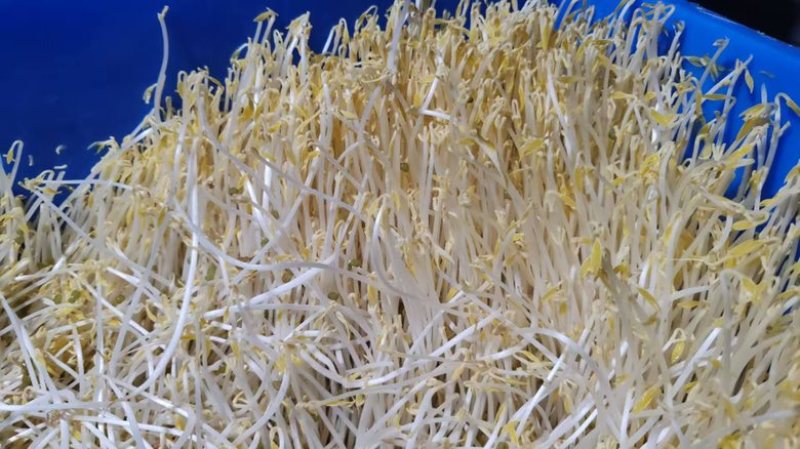 【送货上门】农家新鲜绿豆芽当天采摘水嫩脆爽源头直供