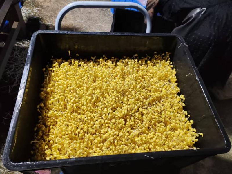 【送货上门】农家新鲜绿豆芽当天采摘水嫩脆爽源头直供
