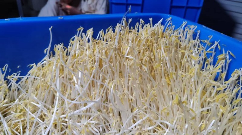 【送货上门】农家新鲜绿豆芽当天采摘水嫩脆爽源头直供