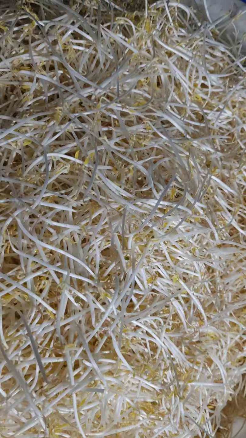 【送货上门】农家新鲜绿豆芽当天采摘水嫩脆爽源头直供