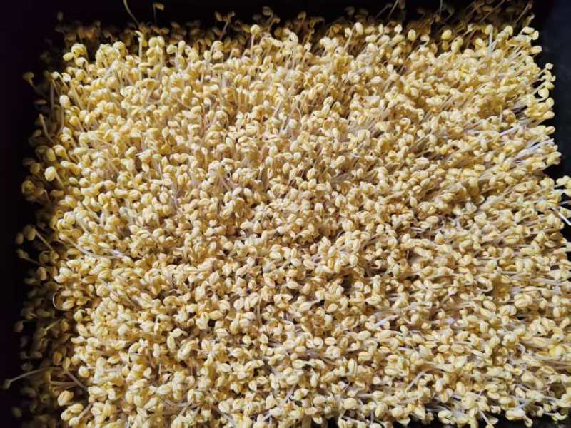 【送货上门】农家新鲜绿豆芽当天采摘水嫩脆爽源头直供