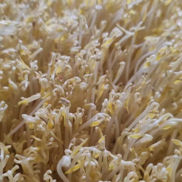 【送货上门】农家新鲜绿豆芽当天采摘水嫩脆爽源头直供