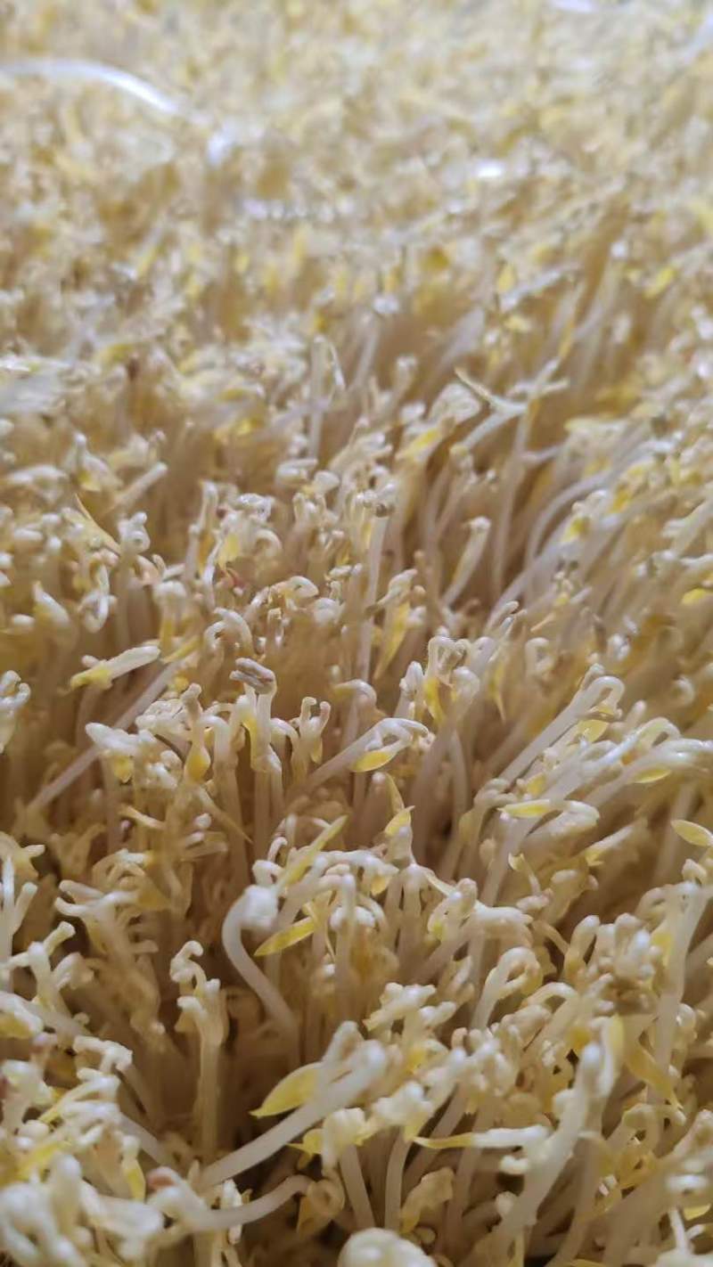 【送货上门】农家新鲜绿豆芽当天采摘水嫩脆爽源头直供