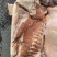 带皮五花