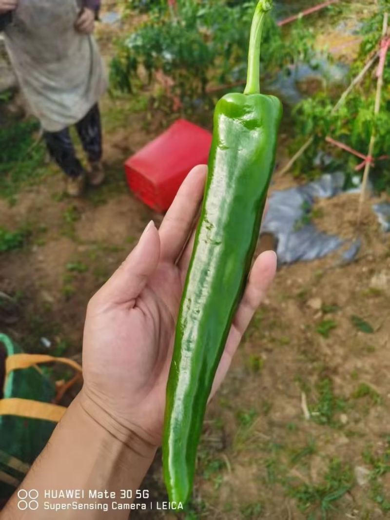 线椒牛角椒螺丝椒
