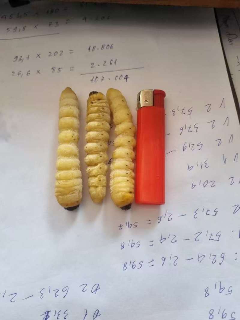 今年新鲜柴虫，木虫。有现货，需要的老板请联系！