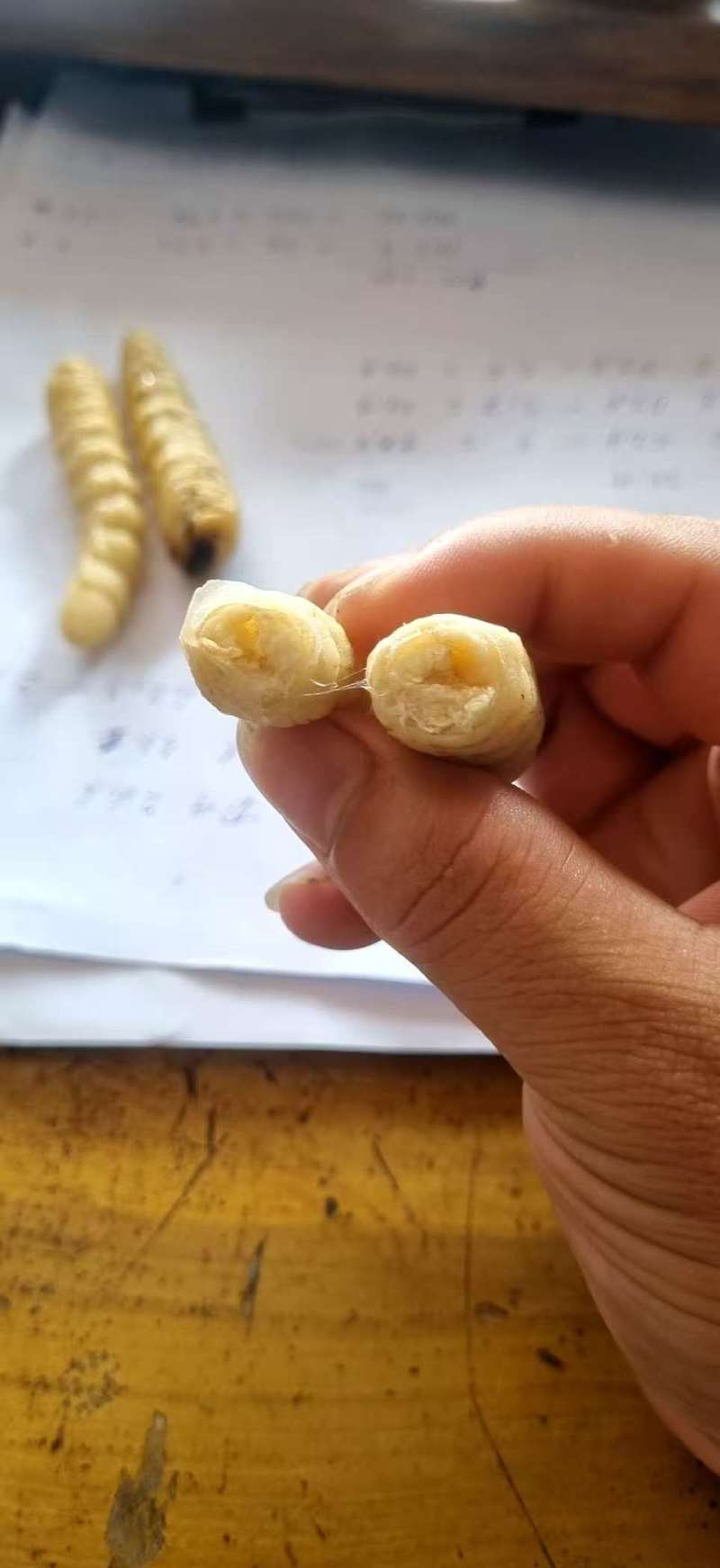 今年新鲜柴虫，木虫。有现货，需要的老板请联系！