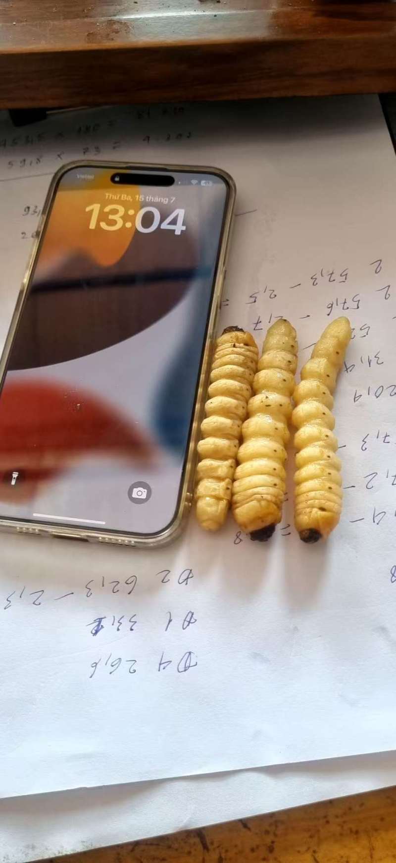 今年新鲜柴虫，木虫。有现货，需要的老板请联系！
