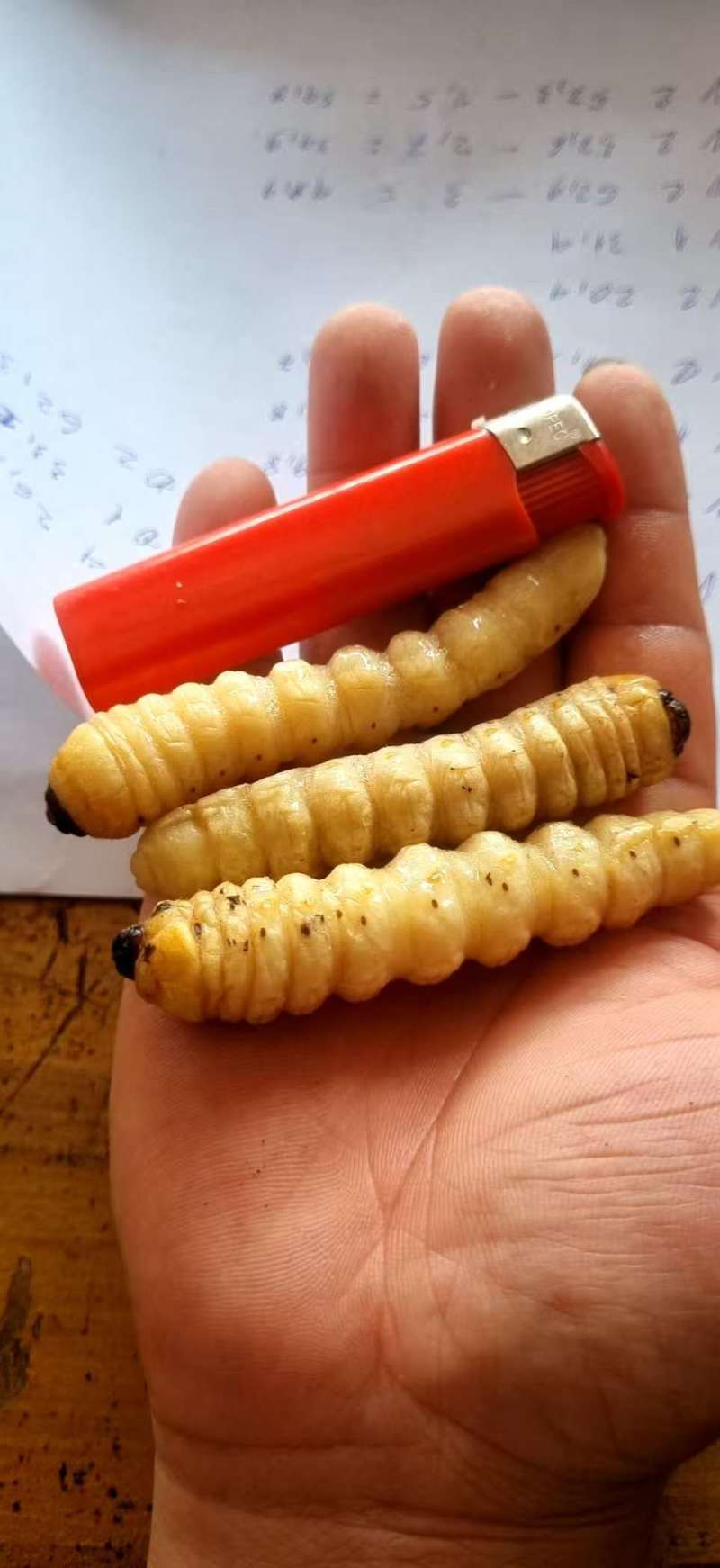 今年新鲜柴虫，木虫。有现货，需要的老板请联系！