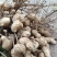 山东白沙鲜花生