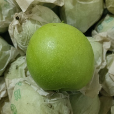 酥脆一号梨