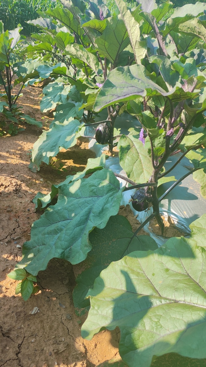 湖北特味糯茄