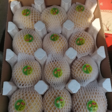 河南博望黄金梨