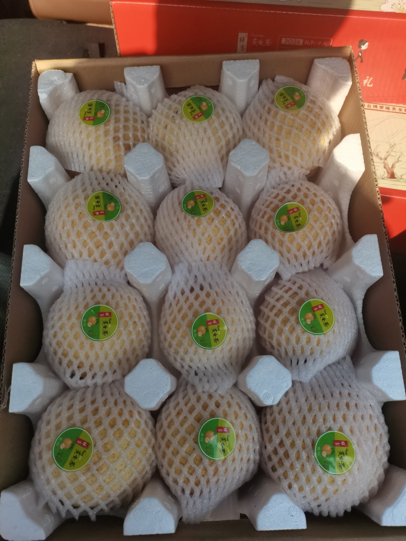 河南博望黄金梨